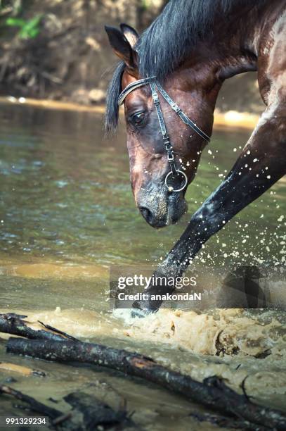 portrait of splashing horse in the river - vospaard stockfoto's en -beelden