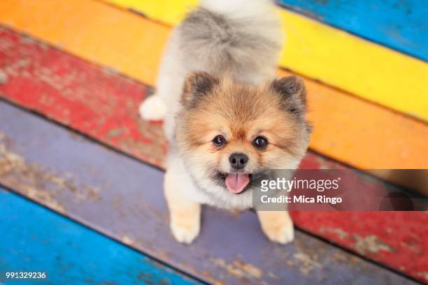 dog looking at camera with its tongue out - pomeranian stock pictures, royalty-free photos & images
