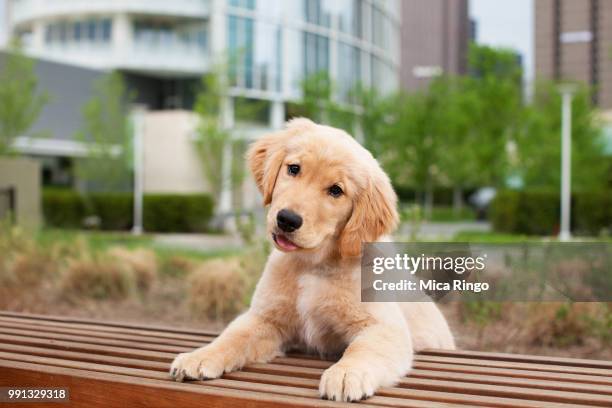 portrait of golden retriever puppy in city - cão de caça imagens e fotografias de stock