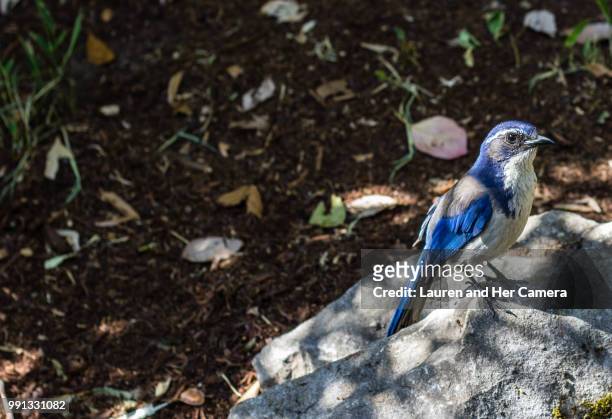 mr. blue - vulnerable species stock pictures, royalty-free photos & images