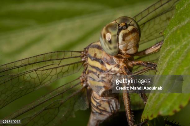 dragonfly - mahdi stock pictures, royalty-free photos & images