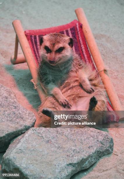Year old meerkat lady 'Frau Erdfrau' relaxes in a miniature reclining seat underneath a heat lamp at the zoo in Karlsruhe, Germany, 10 November 2017....