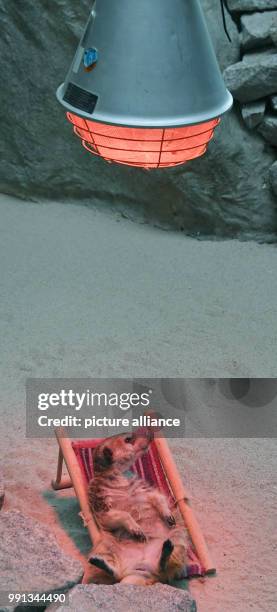 Year old meerkat lady 'Frau Erdfrau' relaxes in a miniature reclining seat underneath a heat lamp at the zoo in Karlsruhe, Germany, 10 November 2017....