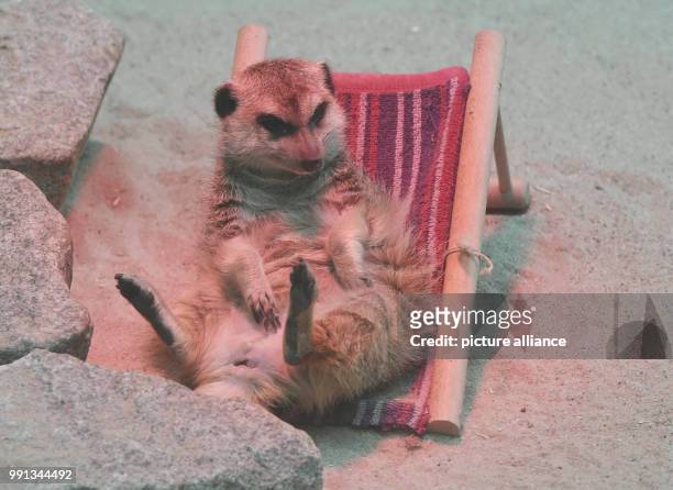 Year old meerkat lady 'Frau Erdfrau' relaxes in a miniature reclining seat underneath a heat lamp at the zoo in Karlsruhe, Germany, 10 November 2017....