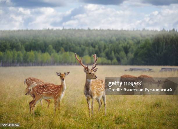 deer in a field. - deer bildbanksfoton och bilder