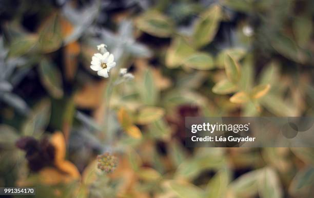 fleur blanche.. - fleur blanche stock pictures, royalty-free photos & images