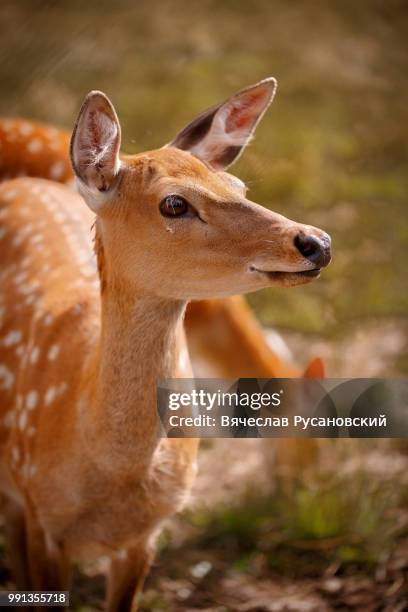 photo by: вячеслав русановский - bushbuck fotografías e imágenes de stock