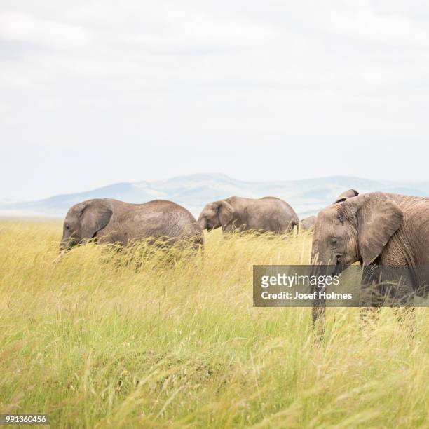 animals of kenya - 12 - mr holmes film 2015 stock-fotos und bilder