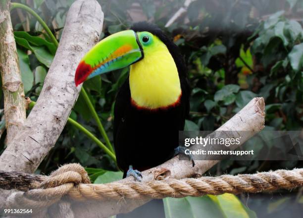 toucan in canary islands - keel billed toucan stock pictures, royalty-free photos & images