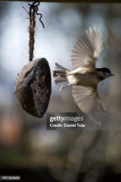 bird departs - tulp stock-fotos und bilder