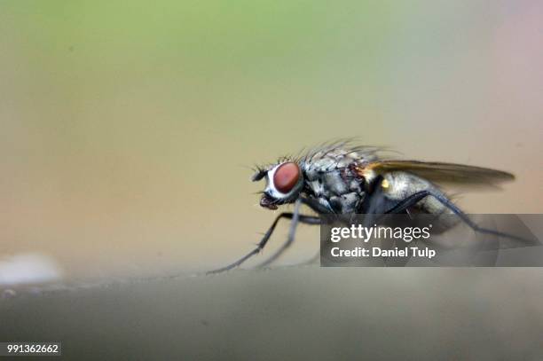 tiny fly in macro-tube zoom - tulp stock-fotos und bilder