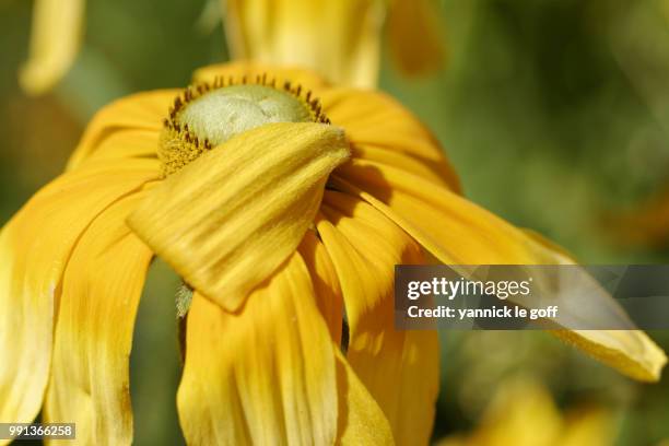 Timidee 78 Timide Stock Photos, High-Res Pictures, and Images - Getty Images