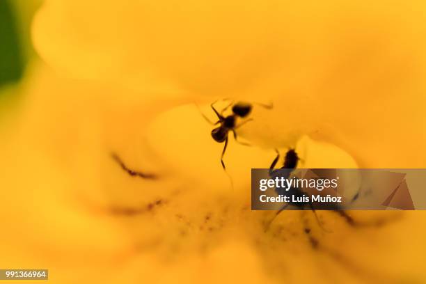 hormigas trabajando - hormigas trabajando stock pictures, royalty-free photos & images