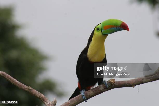 dscf2957.jpg - keel billed toucan stock pictures, royalty-free photos & images