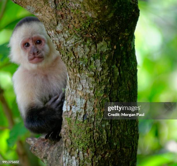 cr() - white throated capuchin monkey stockfoto's en -beelden