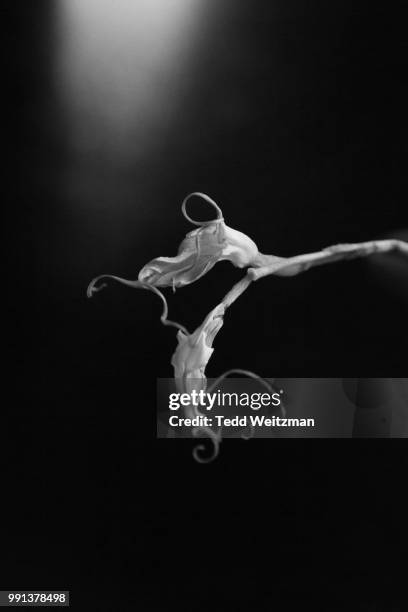 drying on the spike - arteriosklerose stock-fotos und bilder