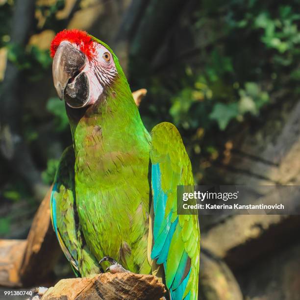 green ara - aviary stock pictures, royalty-free photos & images