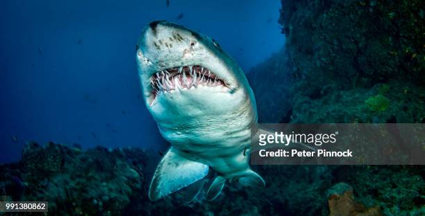 colgate - sand tiger shark stock pictures, royalty-free photos & images