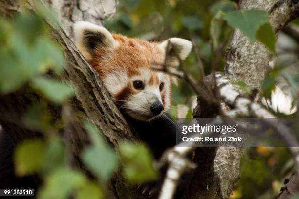 red panda (roter panda) - roter hintergrund stock pictures, royalty-free photos & images