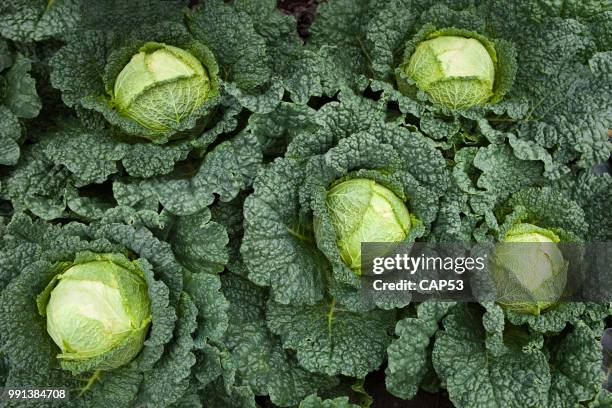 group of green kales seen from above - kale stock pictures, royalty-free photos & images