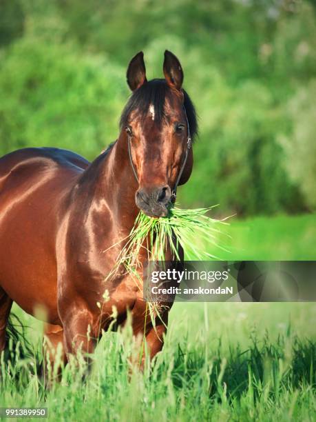 portrait of beautiful sportive horse feeding grass in summer field - vospaard stockfoto's en -beelden