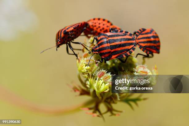 the mating dance - mating stock pictures, royalty-free photos & images