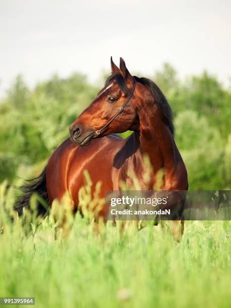 portrait of beautiful sportive horse in summer field - vospaard stockfoto's en -beelden