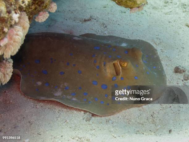 bluespotted stingray - taeniura lymma stock pictures, royalty-free photos & images