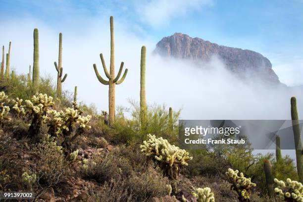 fog in the sonoran desert - staub stockfoto's en -beelden
