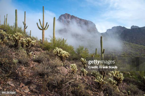 fog in the sonoran desert - staub stock pictures, royalty-free photos & images