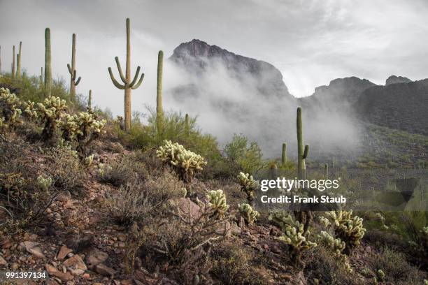 fog in the sonoran desert - staub stockfoto's en -beelden