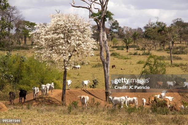 Yap Tree 17 Ype Tree Stock Photos, High-Res Pictures, and Images - Getty Images