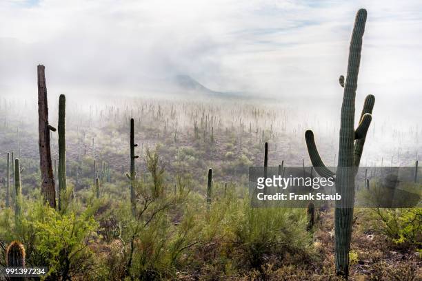 fog in the sonoran desert - staub stockfoto's en -beelden