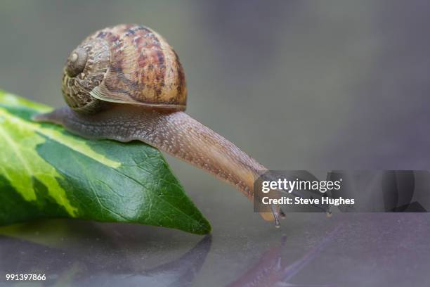 stretch - garden snail stock pictures, royalty-free photos & images