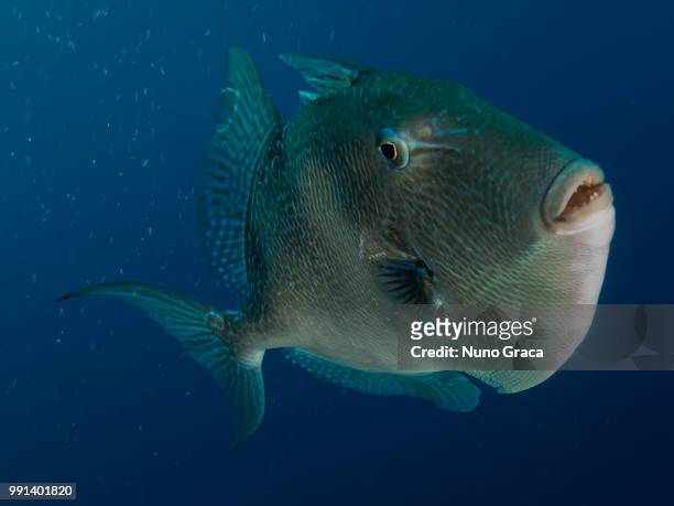 a triggerfish. - trigger fish stock pictures, royalty-free photos & images