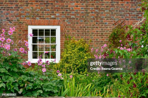 flowers and an old wall - ileana stock pictures, royalty-free photos & images