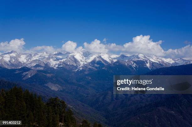 sequoia national park, california, usa - sequoia stock pictures, royalty-free photos & images