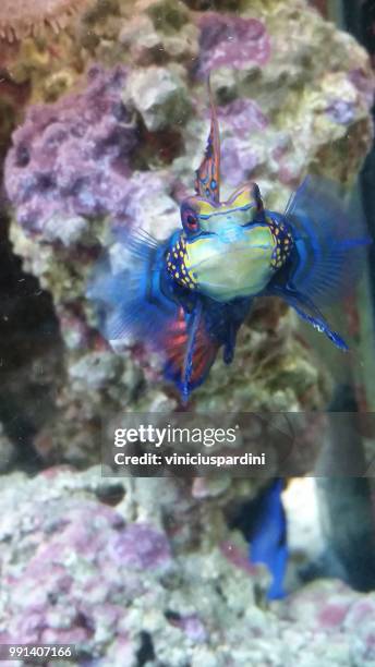 colorful fish - mandarinfish stock pictures, royalty-free photos & images