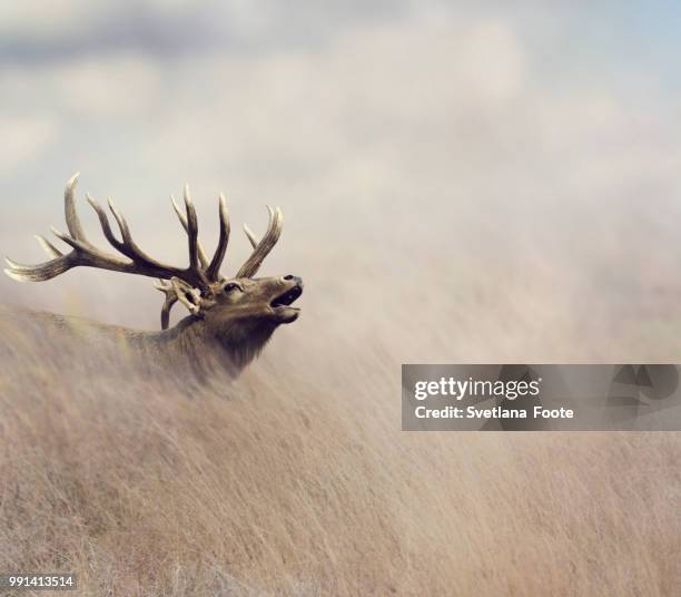 bull elk - stag stock pictures, royalty-free photos & images