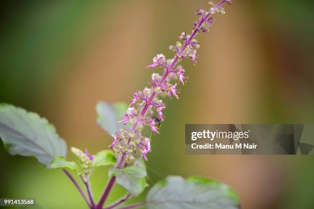 tulsi or the holy basil - tulsi stockfoto's en -beelden