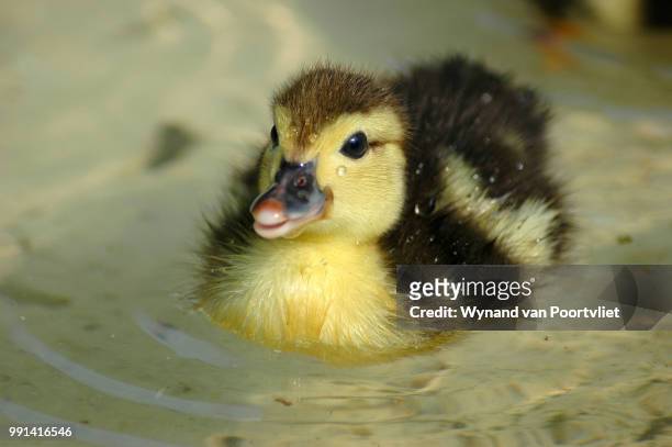 ducky - wynand van poortvliet stock pictures, royalty-free photos & images