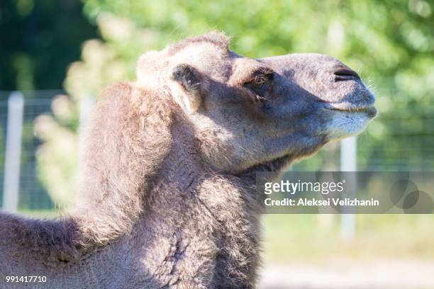 camel - corcunda imagens e fotografias de stock