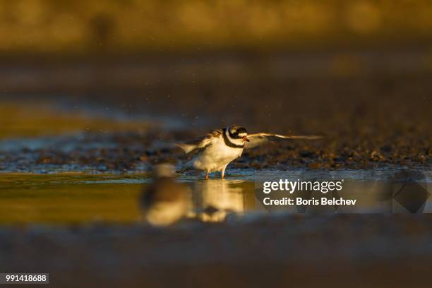 hey move away...i have a photo shoot. :-) - aythyinae stock pictures, royalty-free photos & images