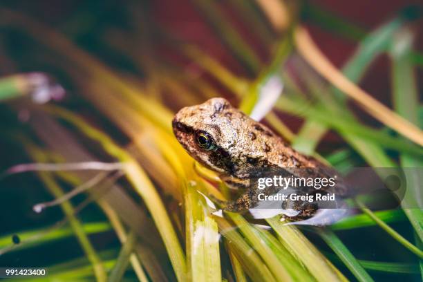 frog neighbours - anura stock pictures, royalty-free photos & images
