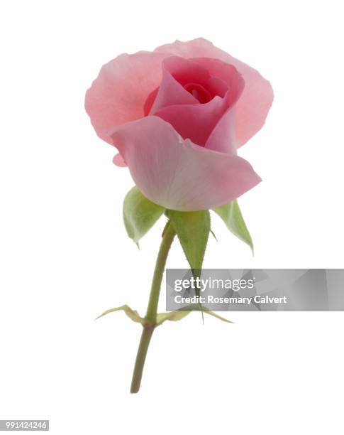 pale pink floribunda rose bud with stem on white. - suprasensorial - fotografias e filmes do acervo