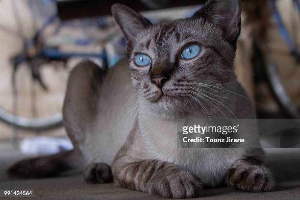 big blue eyes cat - big eyes stock pictures, royalty-free photos & images