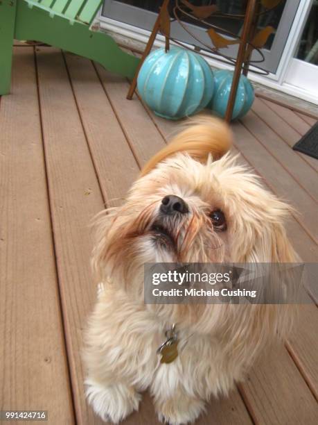 snall blond lhasa apso - lhasa apso stock pictures, royalty-free photos & images