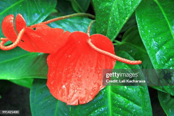 fiery red anthurium flower - lali 個照片及圖片檔