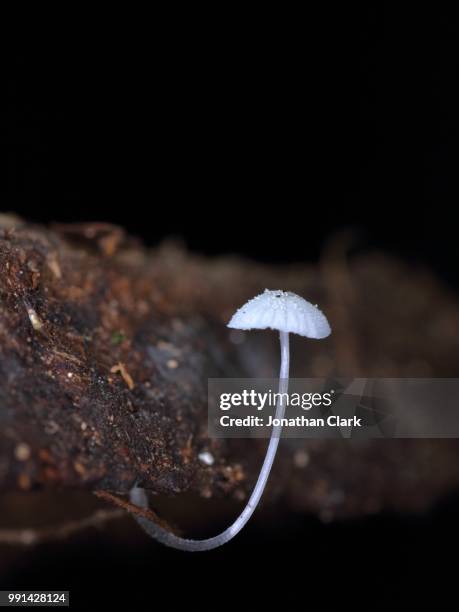 parasol - jonathan clark stock-fotos und bilder