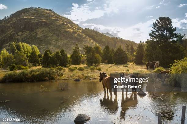 horses in lake with hill in background, argentina - lake argentina stock pictures, royalty-free photos & images